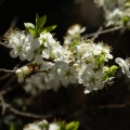 Árboles en flor