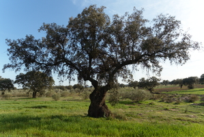 Encina